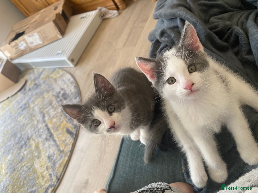 Mixed Breed cats for sale: 2 kittens, boys - Image 8