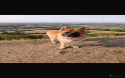 German Shepherd dogs for sale: German Shepherd puppies (Alsatian) - Image 13