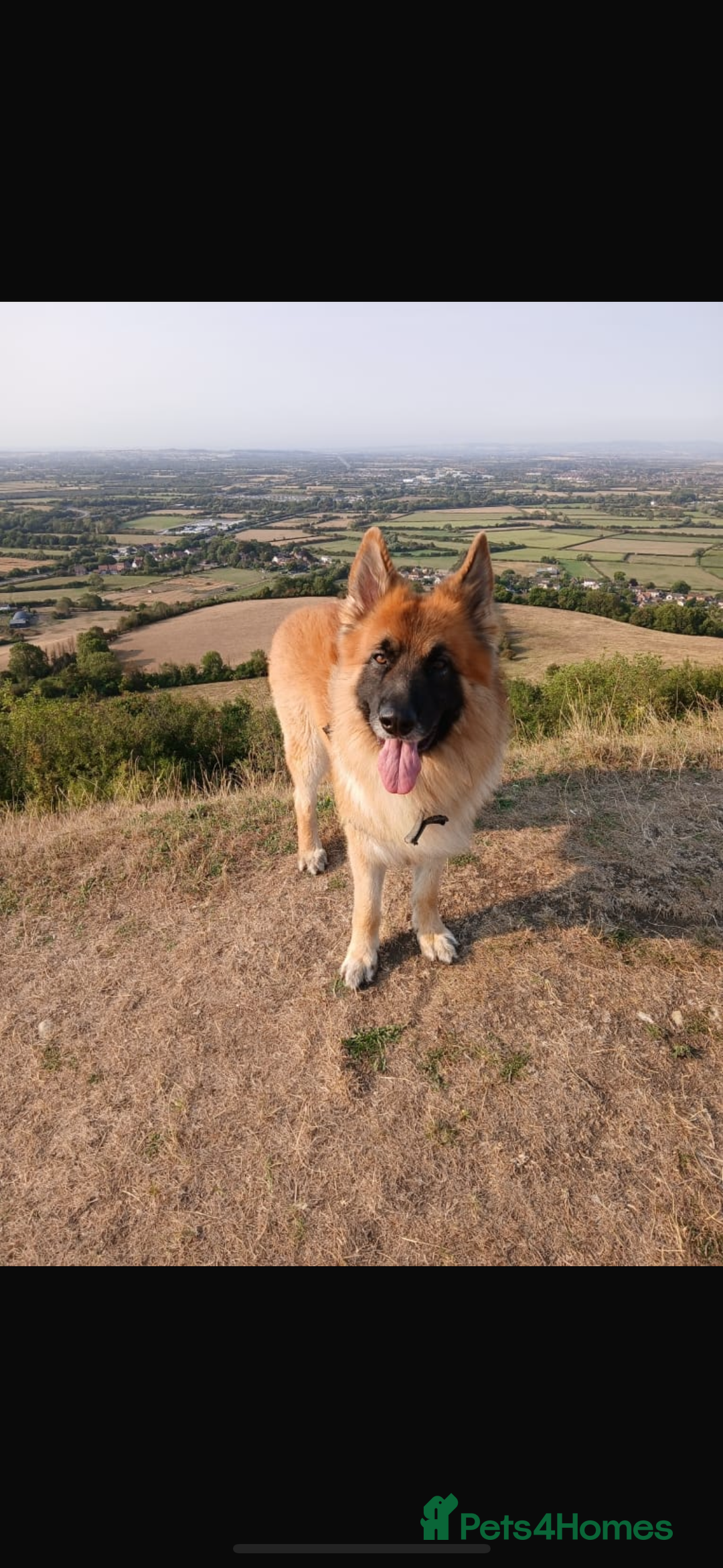German Shepherd dogs for sale: German Shepherd puppies (Alsatian) - Image 13
