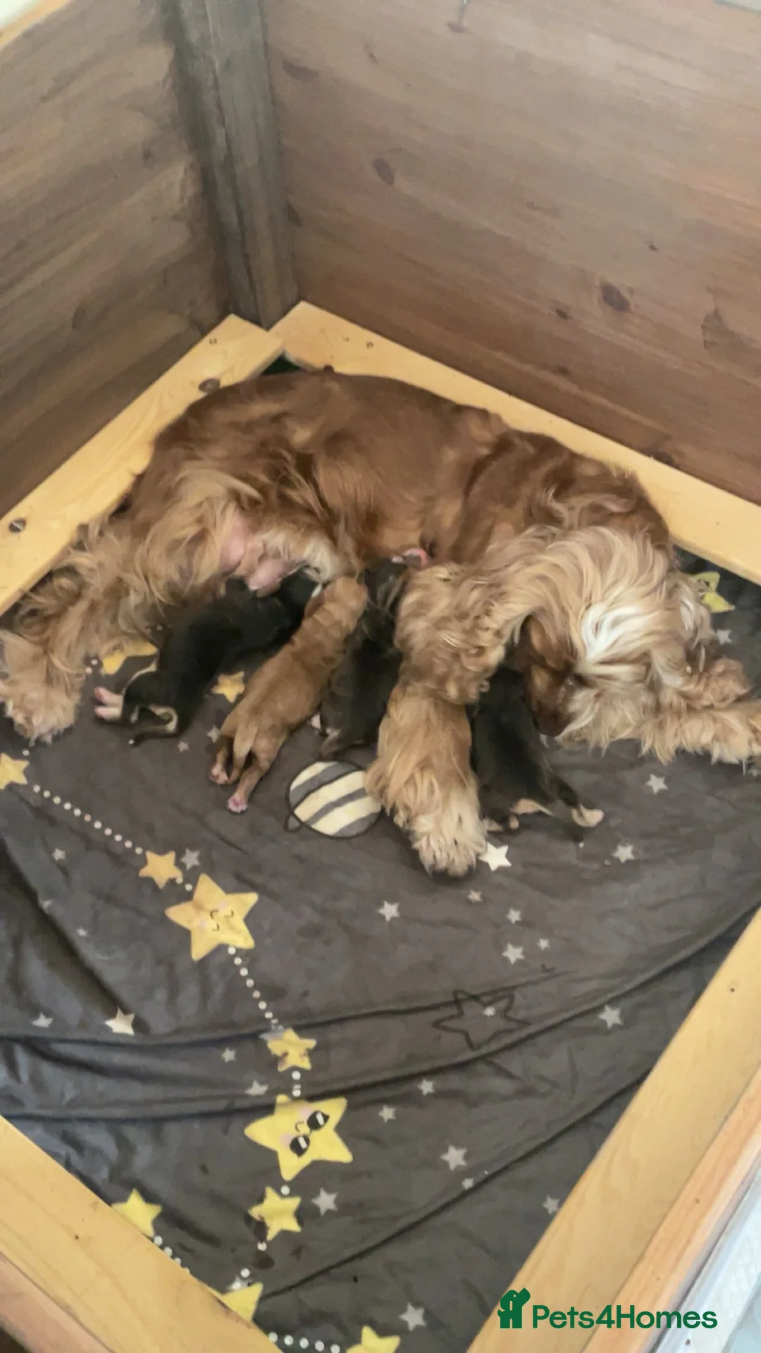 Cocker Spaniel dogs for sale: kC registered show-type cocker spaniel puppies - Advert 6