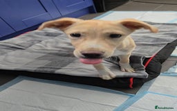 Mixed Breed dogs for adoption: Fely  - Image 4