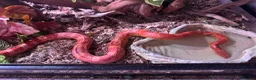 Corn Snake reptiles for sale: Amel Corn Snake High Red Line, Adult Male - Advert 6