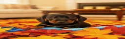 Miniature Dachshund dogs for sale: 🏆KC Registered Miniature Dachshund Puppies 🐾  - Advert 2