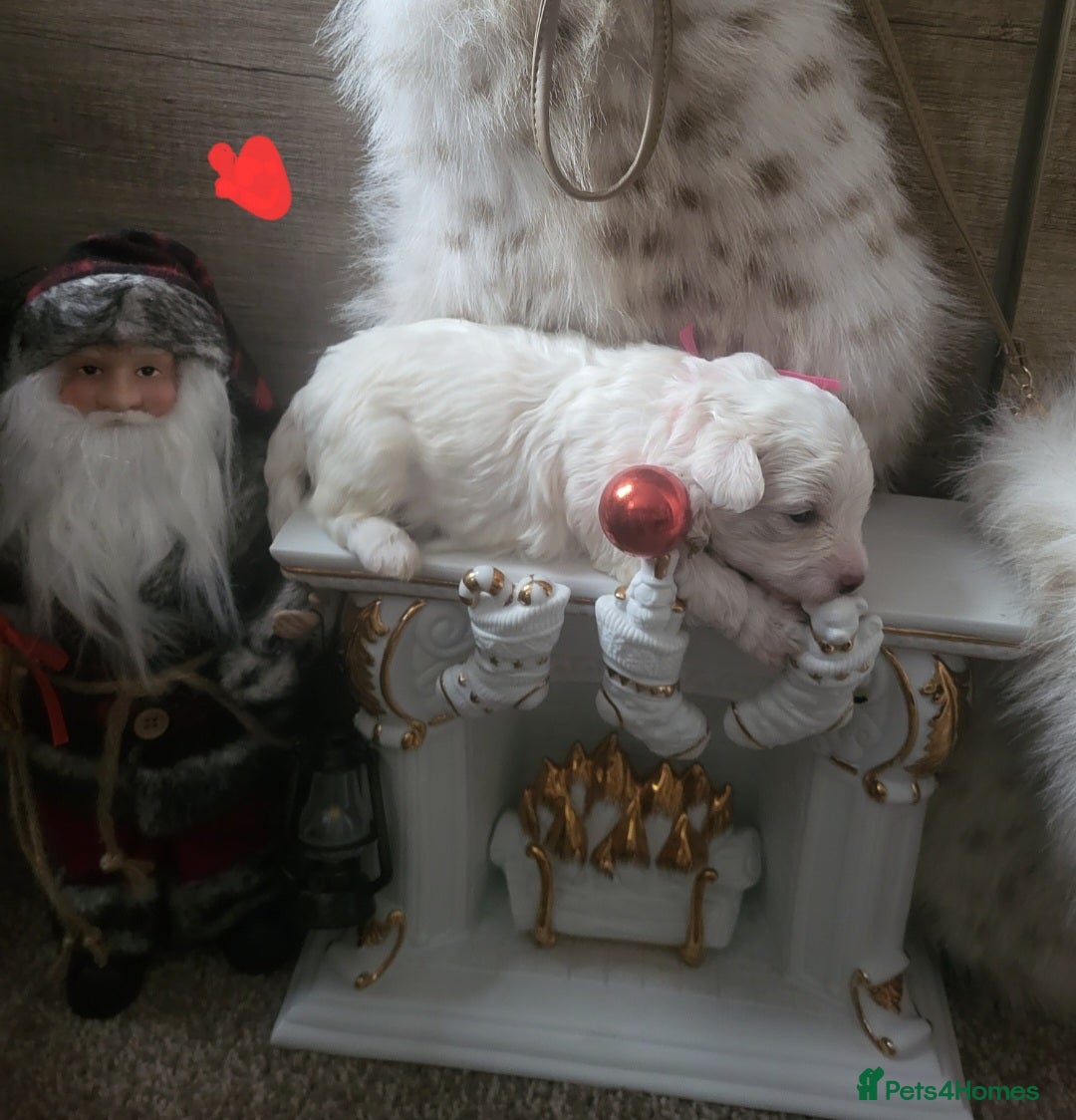 Maltipoo dogs for sale: Toy maltipoo puppies  - Advert 26