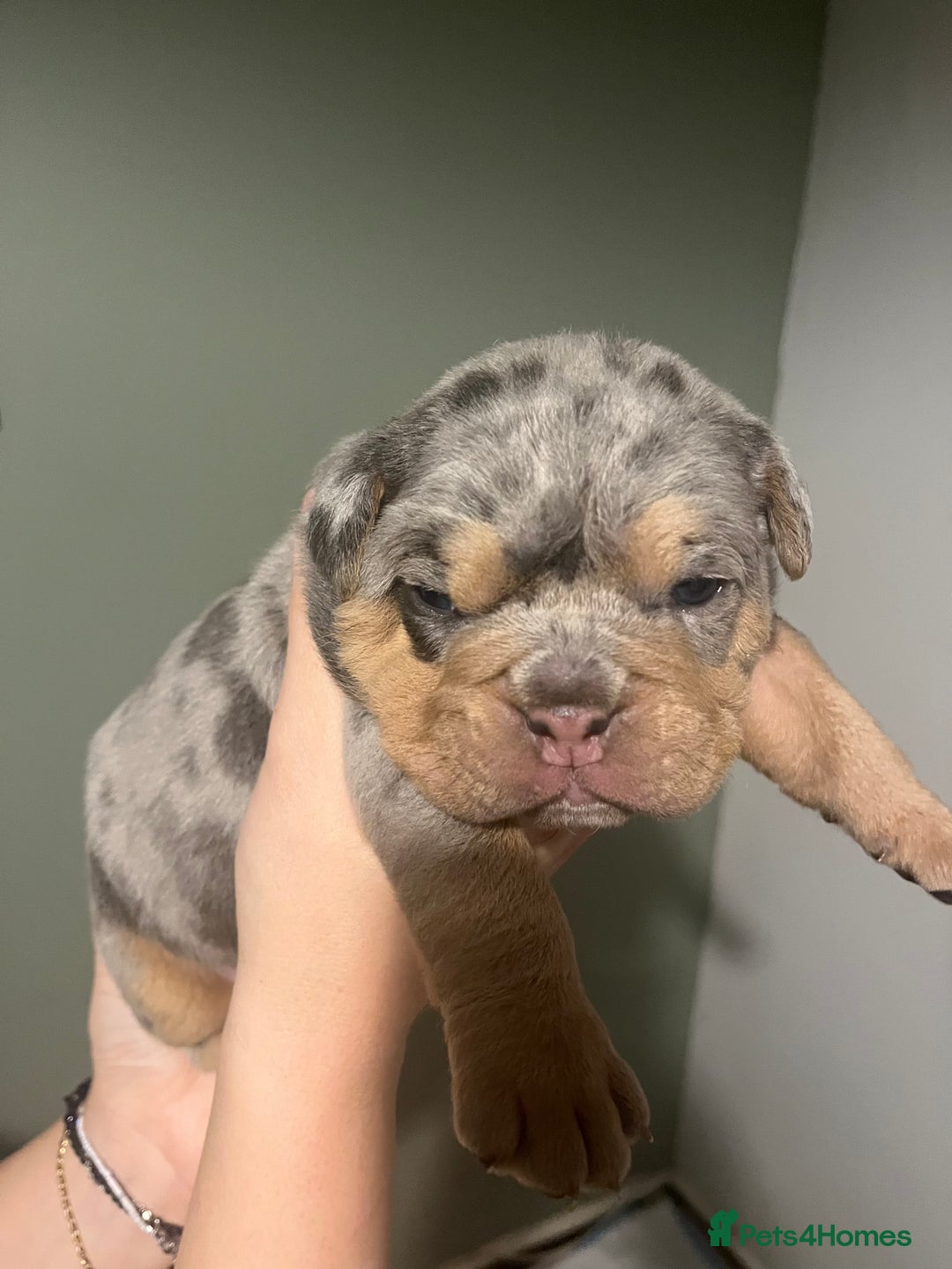 Olde English Bulldogge dogs for sale: Old English bulldog  - Advert 18