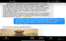 Cavapoo dogs for sale: Extensively Health Tested F1b Cavapoo Puppies  - Image 17