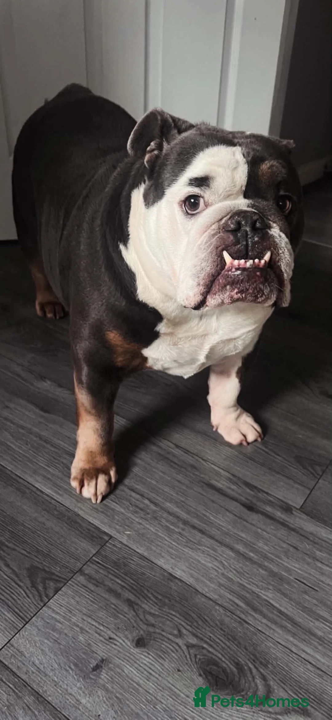 English Bulldog dogs for sale: Ralphy  in Pontypool - Advert 7