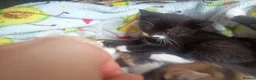 Mixed Breed cats for sale: Litter of 5 kittens  - Advert 11