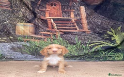 Cocker Spaniel dogs for sale: Cocker Spaniel puppies  - Image 8