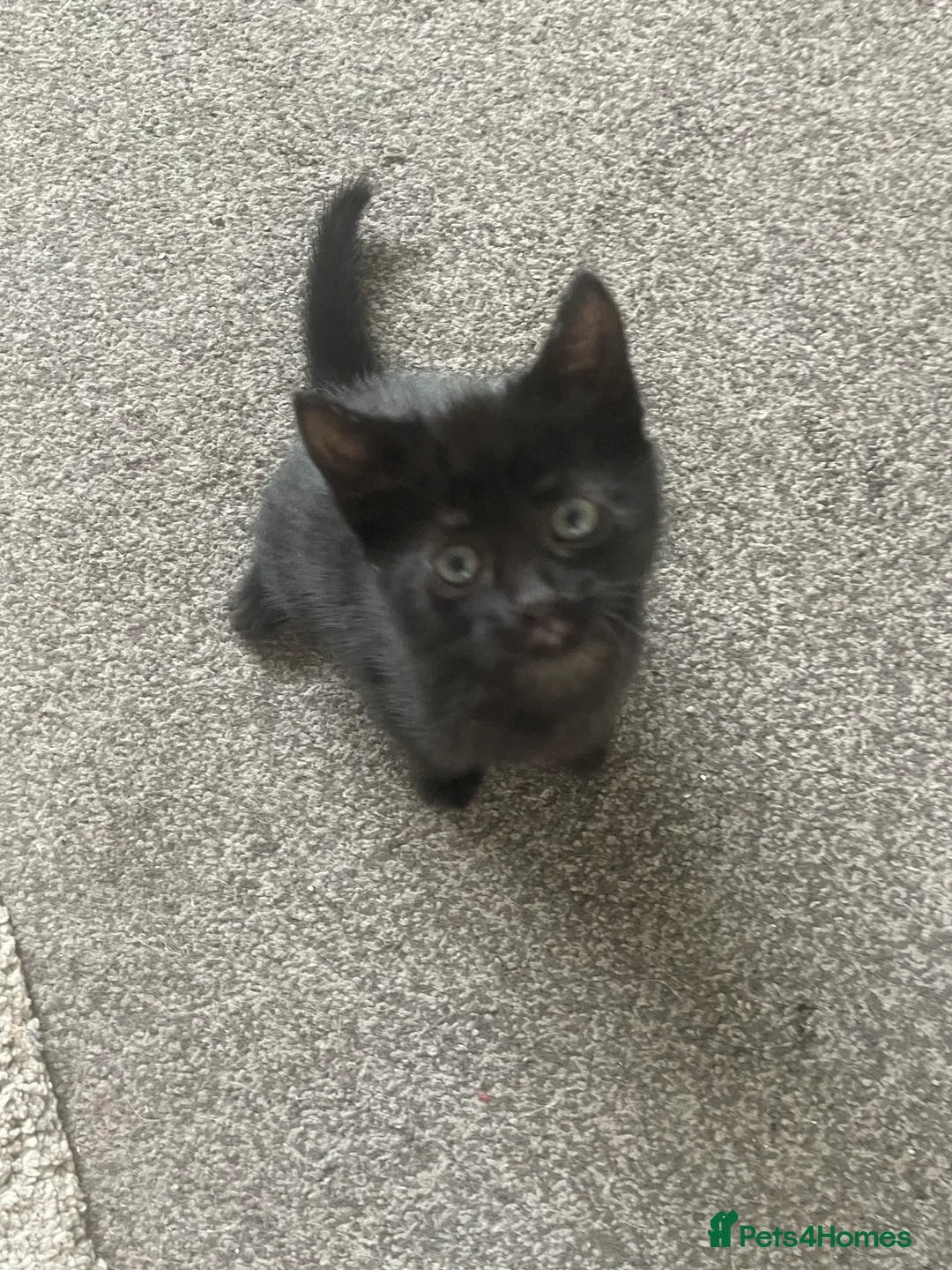 Mixed Breed cats for sale: Kitten for sale  - Advert 3
