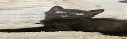 British Shorthair cats for sale: Pure breed British shorthair kittens  - Advert 5