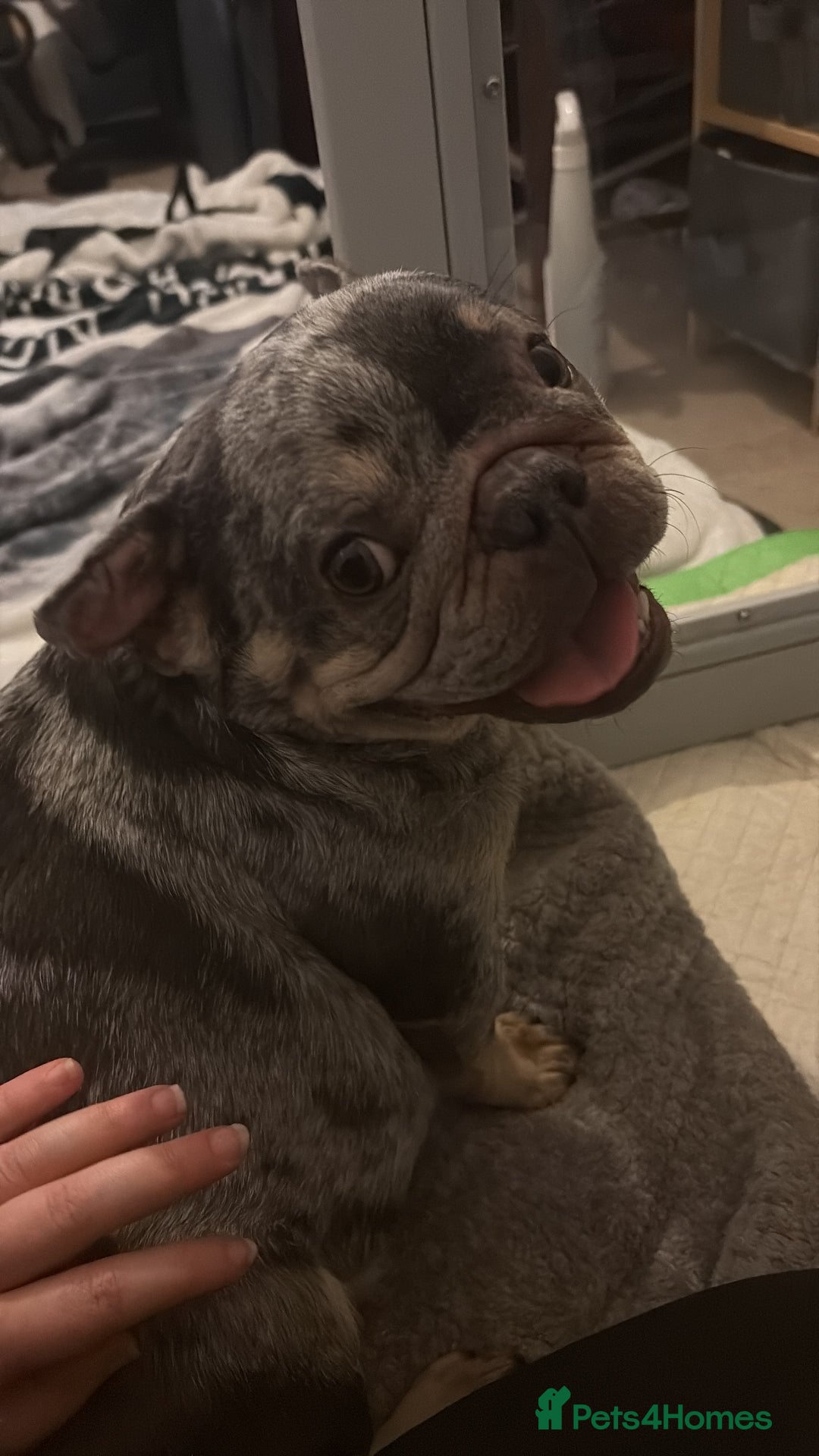 French Bulldog dogs for sale: 5 female French bulldogs  - Advert 1