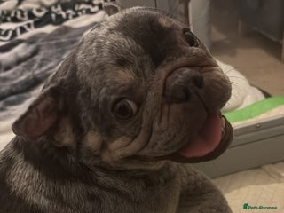 French Bulldog dogs 5 female French bulldogs - Advert 1