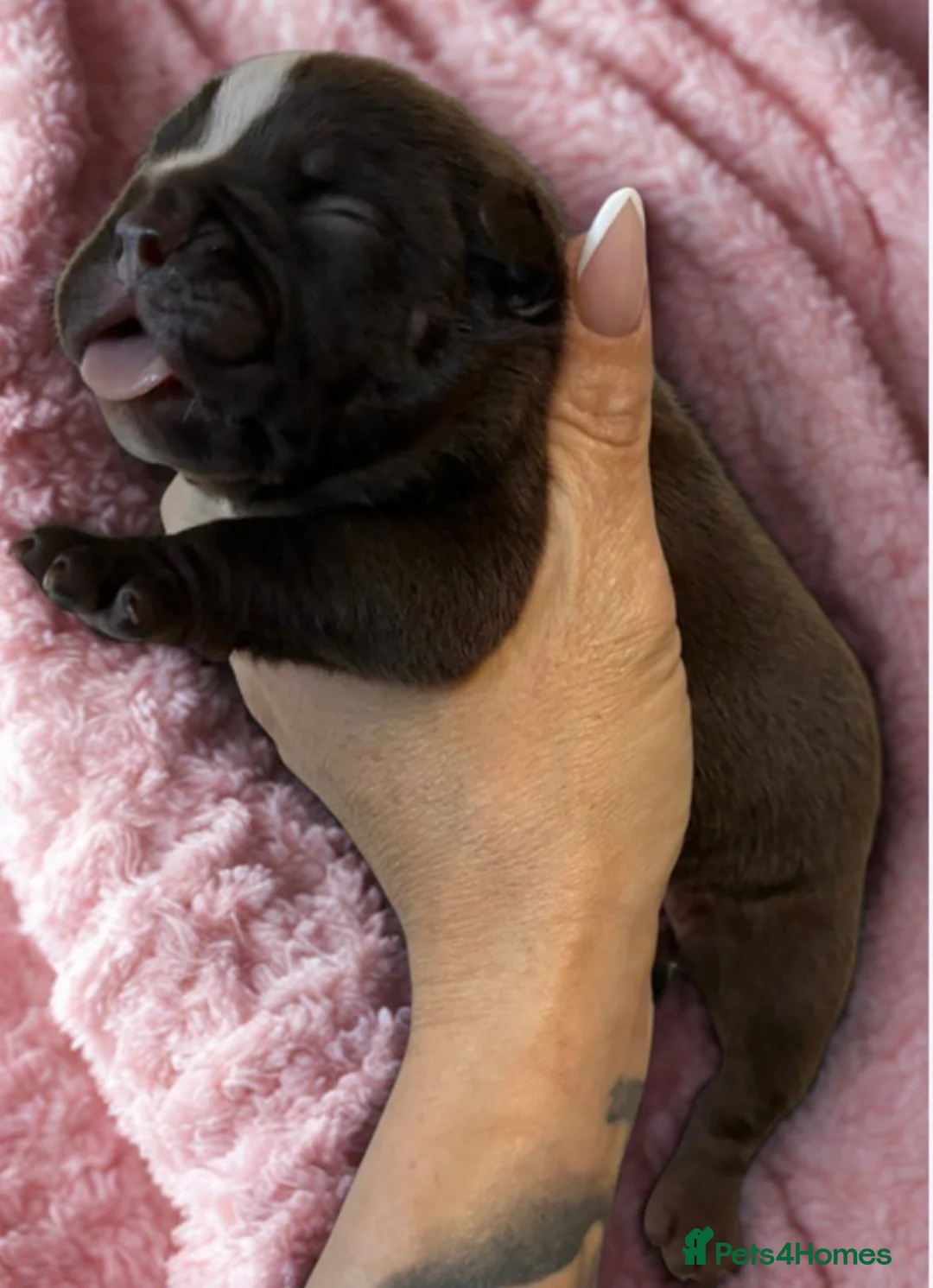 English Bulldog dogs for sale: Old English bulldogges - Advert 24