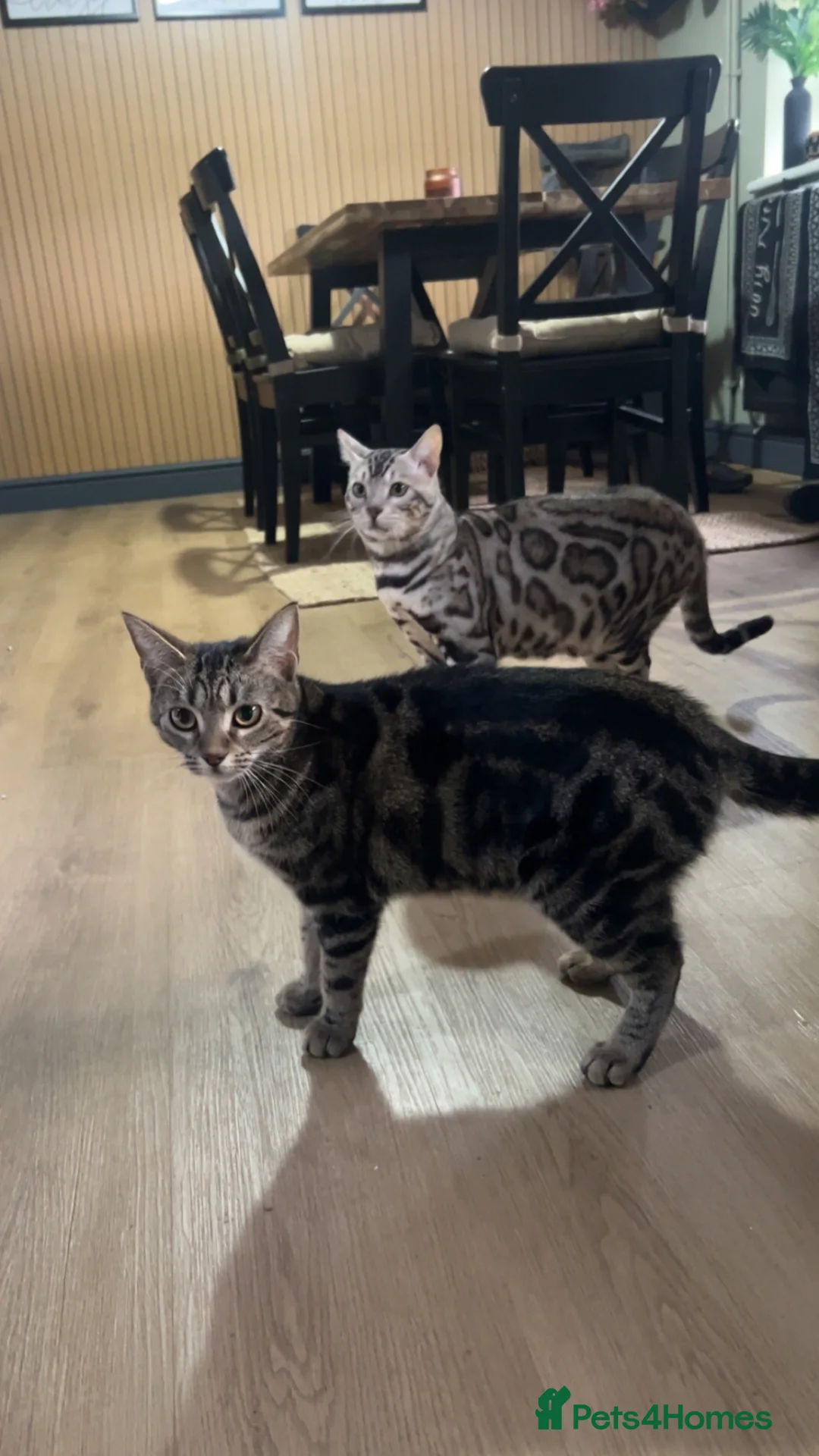 Bengal cats for sale: ✨beautiful Bengal kittens✨ - Advert 2