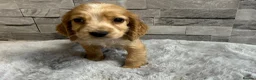 Cocker Spaniel dogs for sale: Show cocker spaniel puppies  - Advert 21