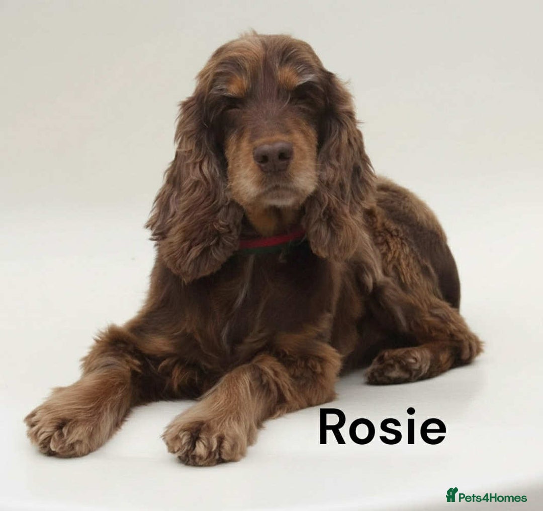 Cocker Spaniel dogs for sale: Beautiful show cocker puppies  - Advert 1