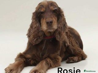 Cocker Spaniel dogs Beautiful show cocker puppies - Advert 3