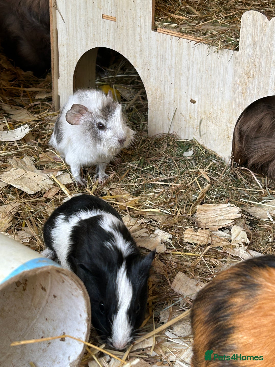 Guinea Pig rodents for sale: Baby Guinea Pigs - Image 9
