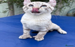 Keetso cats for sale: Breath taking polydactyl curled eared girl  - Image 11