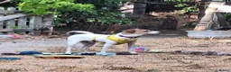 Jack Russell dogs for adoption: Toby -Mini Jack Russell in Camberley - Advert 4