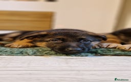 German Shepherd dogs for sale: KC registered German shepherd puppies - Image 13