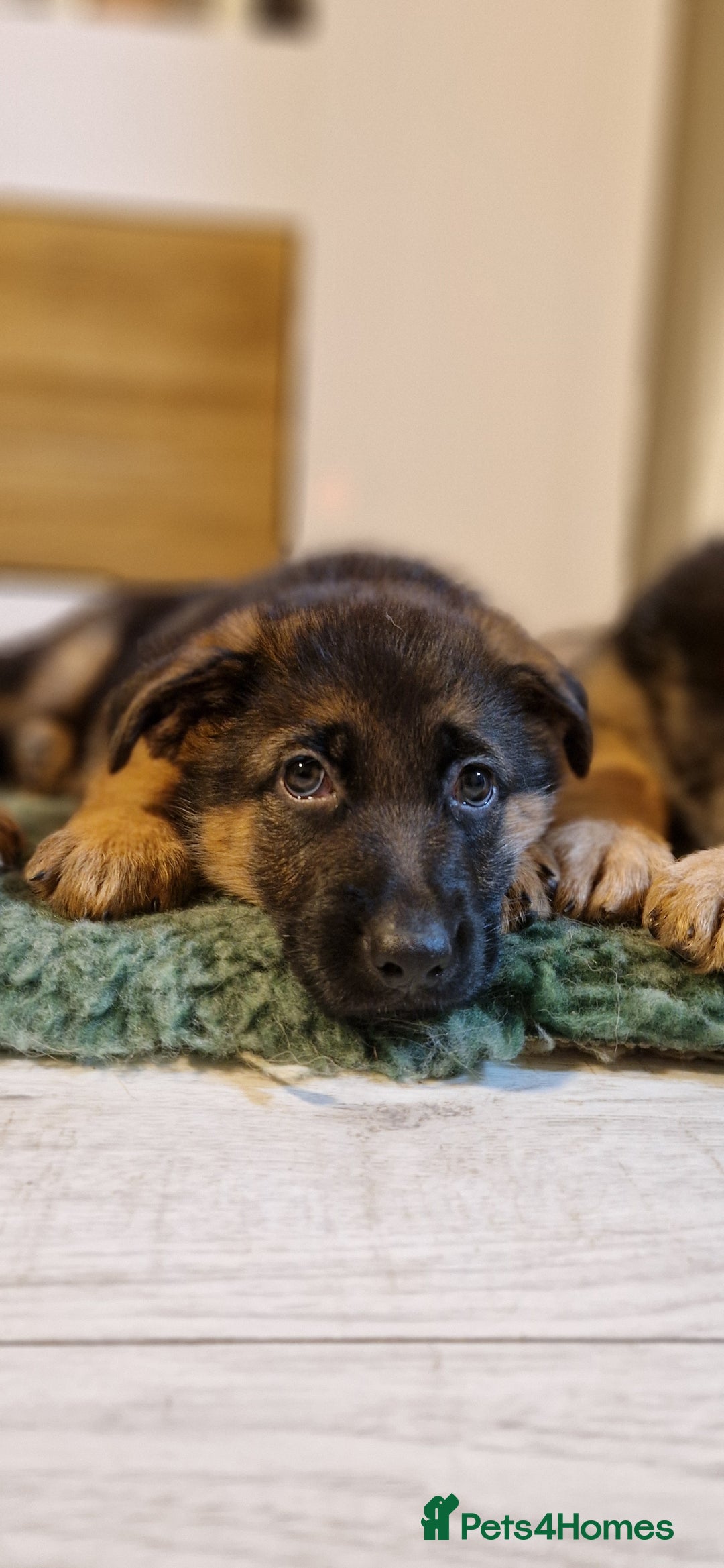 German Shepherd dogs for sale: KC registered German shepherd puppies - Image 13