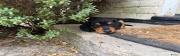 Miniature Dachshund dogs for sale: Miniature dachshund puppies  in Winchester - Advert 19