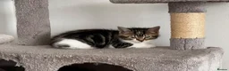 American Shorthair cats for sale: 3 Little Tabbies Looking for Their Forever Homes! - Advert 11