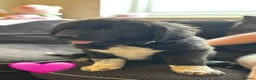 Mixed Breed dogs for sale: Gentle Cubs Fully Vaccinated & Ready For Walks - Advert 14