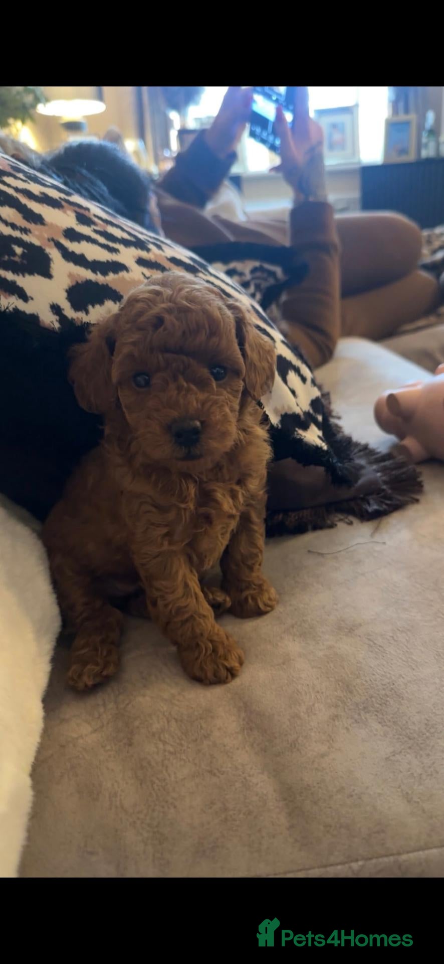 Cockapoo dogs Beautiful red toy cockapoo puppy - Advert 2