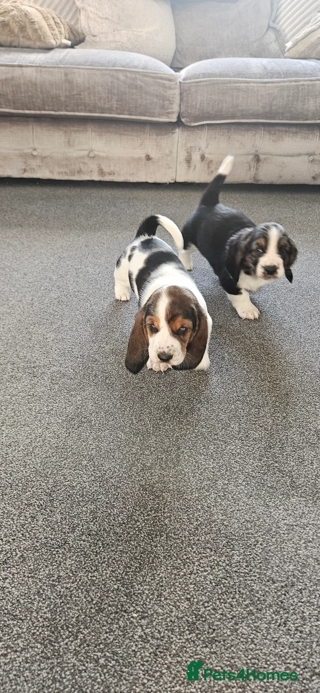 Basset Hound dogs for sale: One Beautiful Basset Hound Pup (Bertha) remaining. - Advert 4