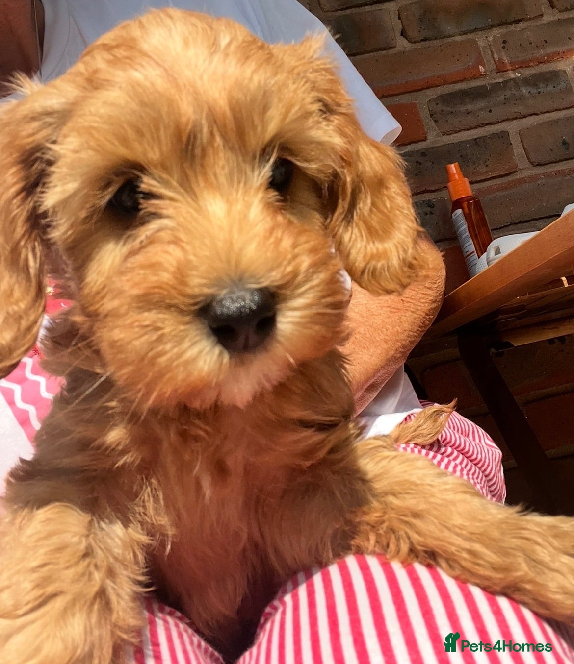 Cavapoo dogs Cavapoo boy pup  - Advert 5