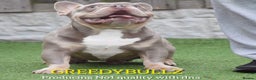 French Bulldog dogs for stud: King Midas son- Premium French Bulldog Stud - Advert 9