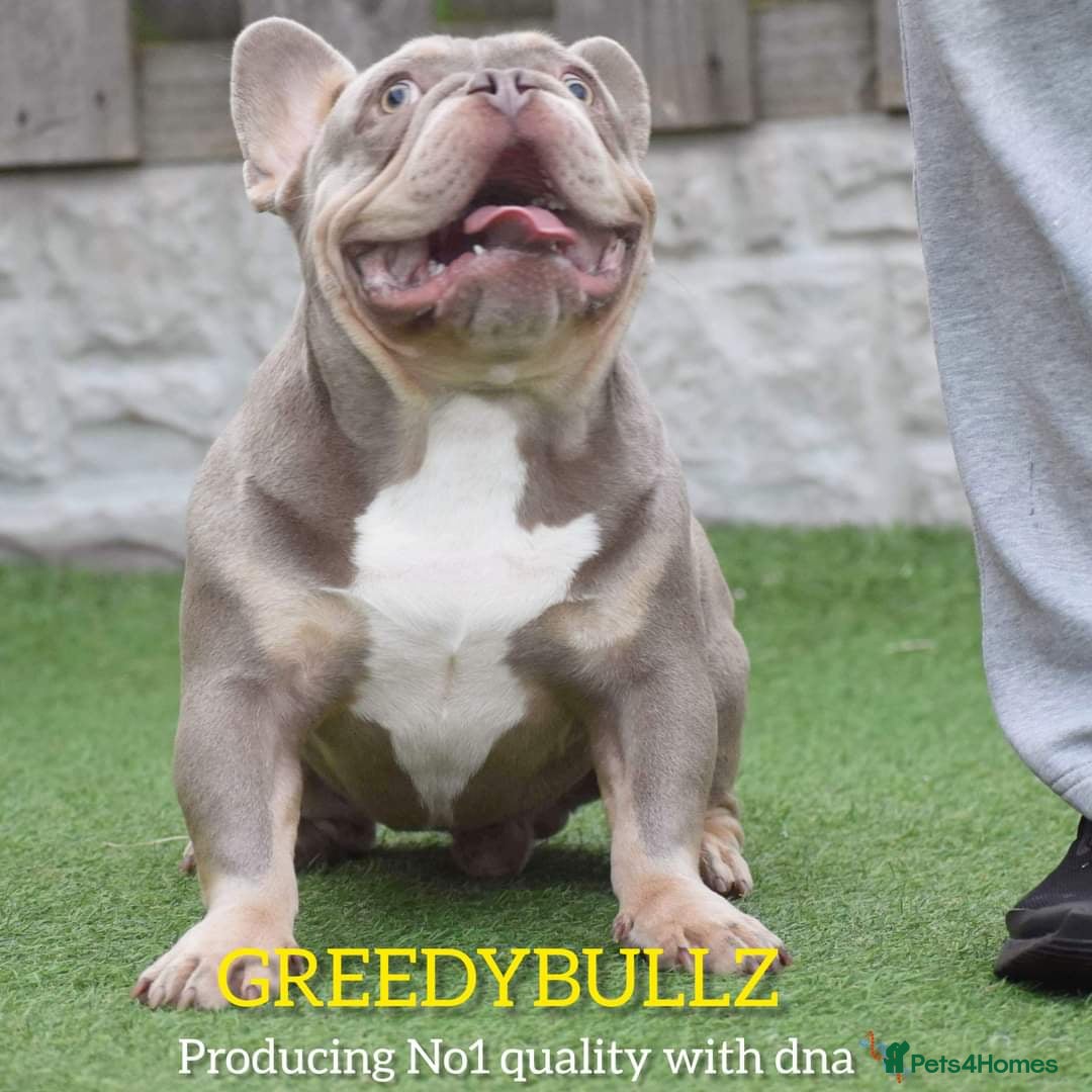 French Bulldog dogs for stud: King Midas son- Premium French Bulldog Stud - Advert 11