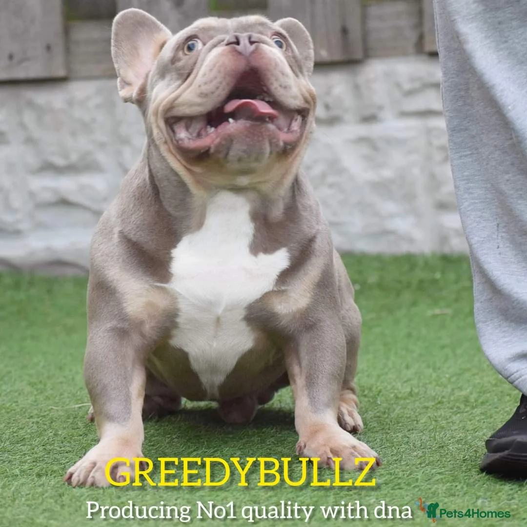 French Bulldog dogs for stud: King Midas son- Premium French Bulldog Stud - Advert 12