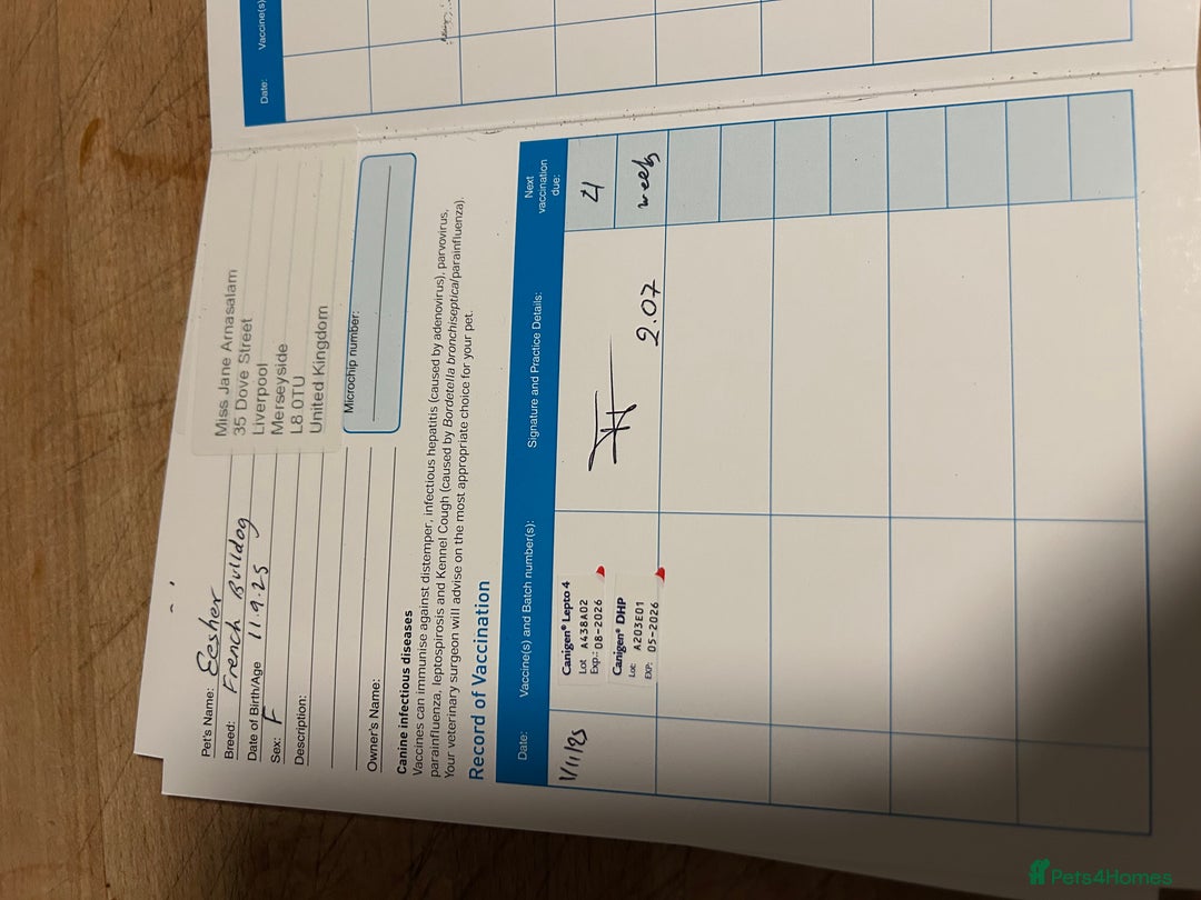 French Bulldog dogs for sale: 3 Extremely beautiful French bull terriers kc reg  - Advert 39