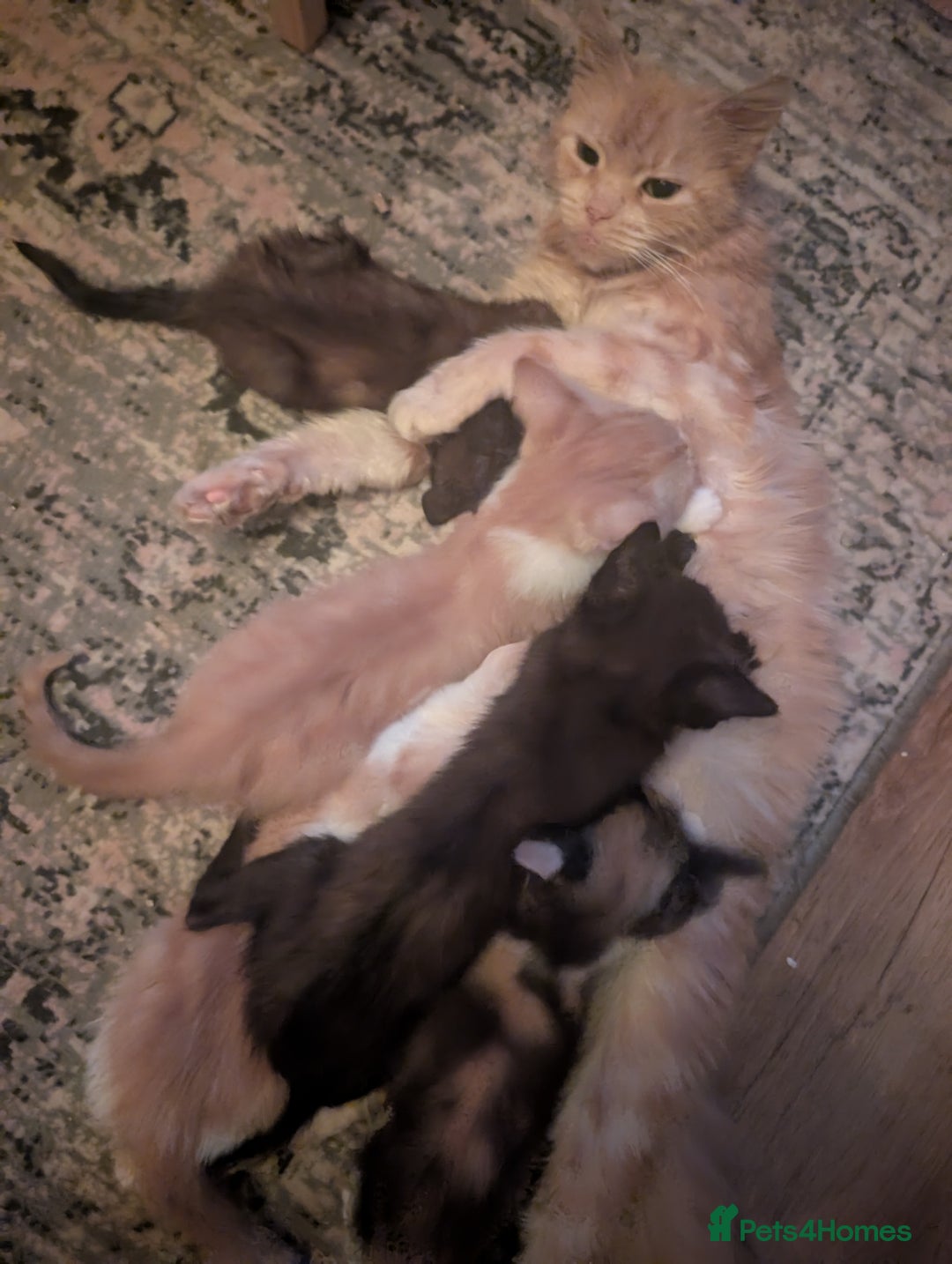 Mixed Breed cats for sale: Cross mainecoon kittens  - Image 8