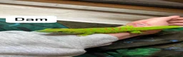 Gecko reptiles for sale: Madagascan Giant day gecko  - Advert 4
