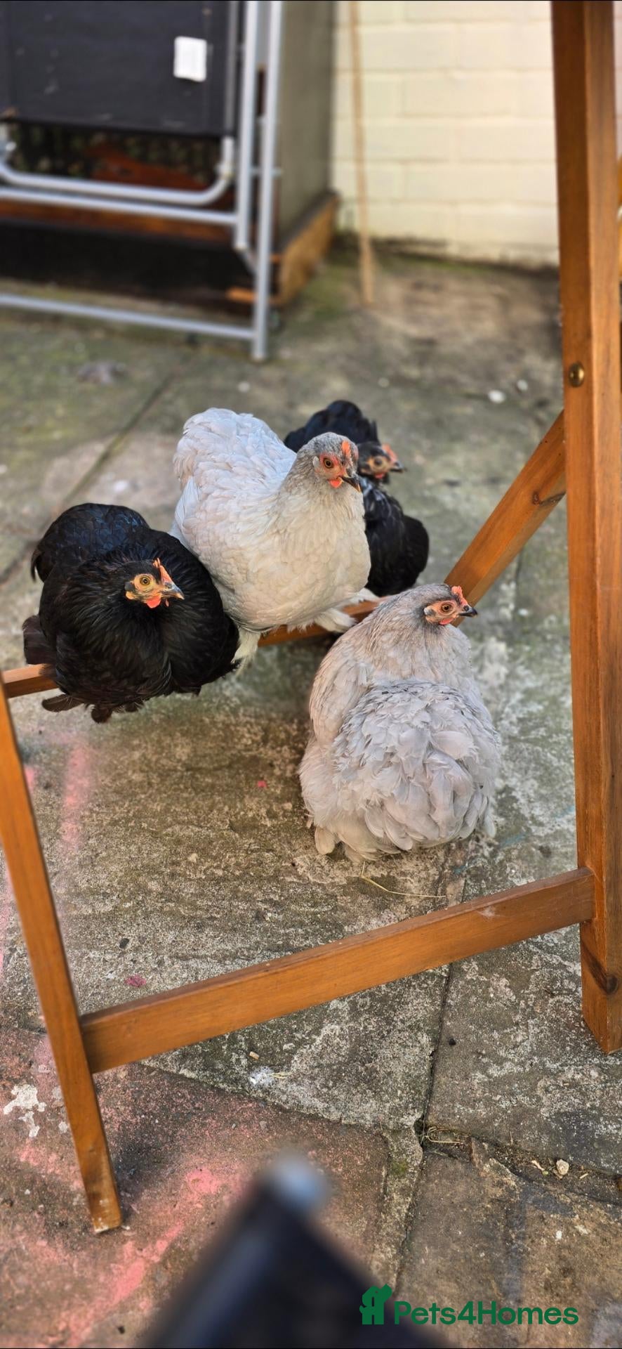 Chickens poultry Bantam hens for sale - Advert 1