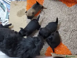 Mixed Breed dogs Beautiful Miss-hap litter - Advert 2