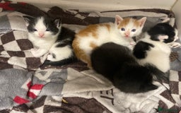 American Shorthair cats for sale: Kittens  - Image 1