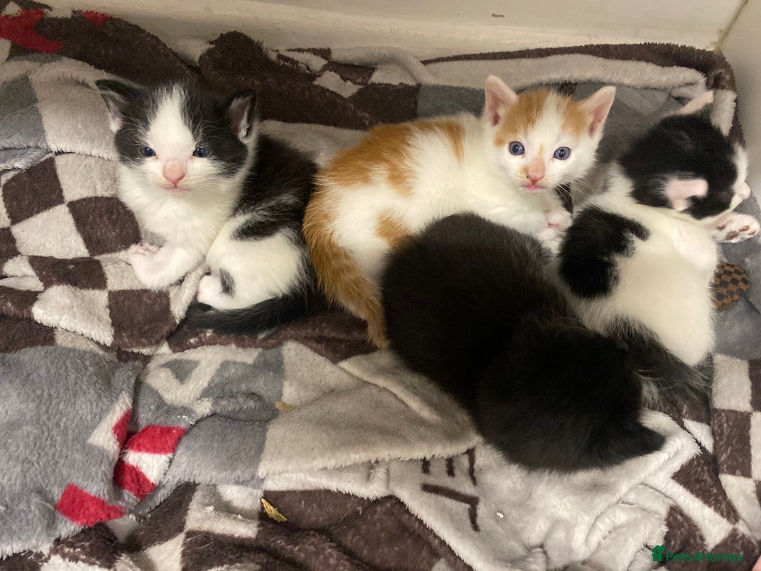 American Shorthair cats for sale: Kittens  - Image 1