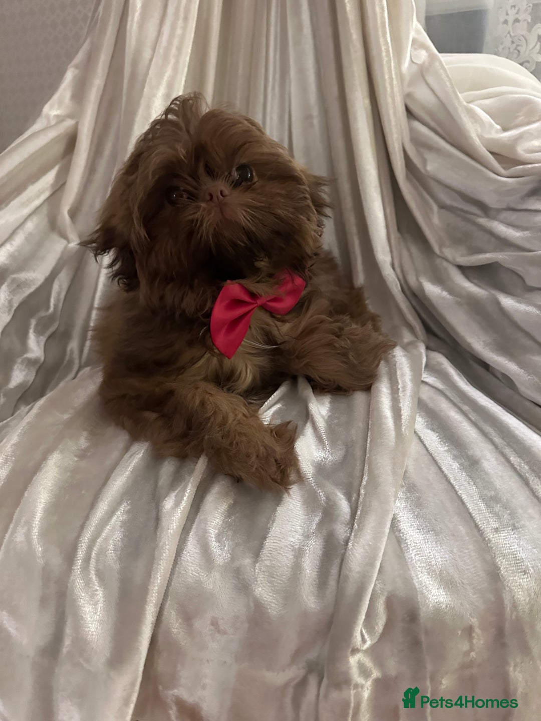 Shih Tzu dogs for sale:  Liver nosed chocolate orange Karashishi Shih tzu  - Advert 8