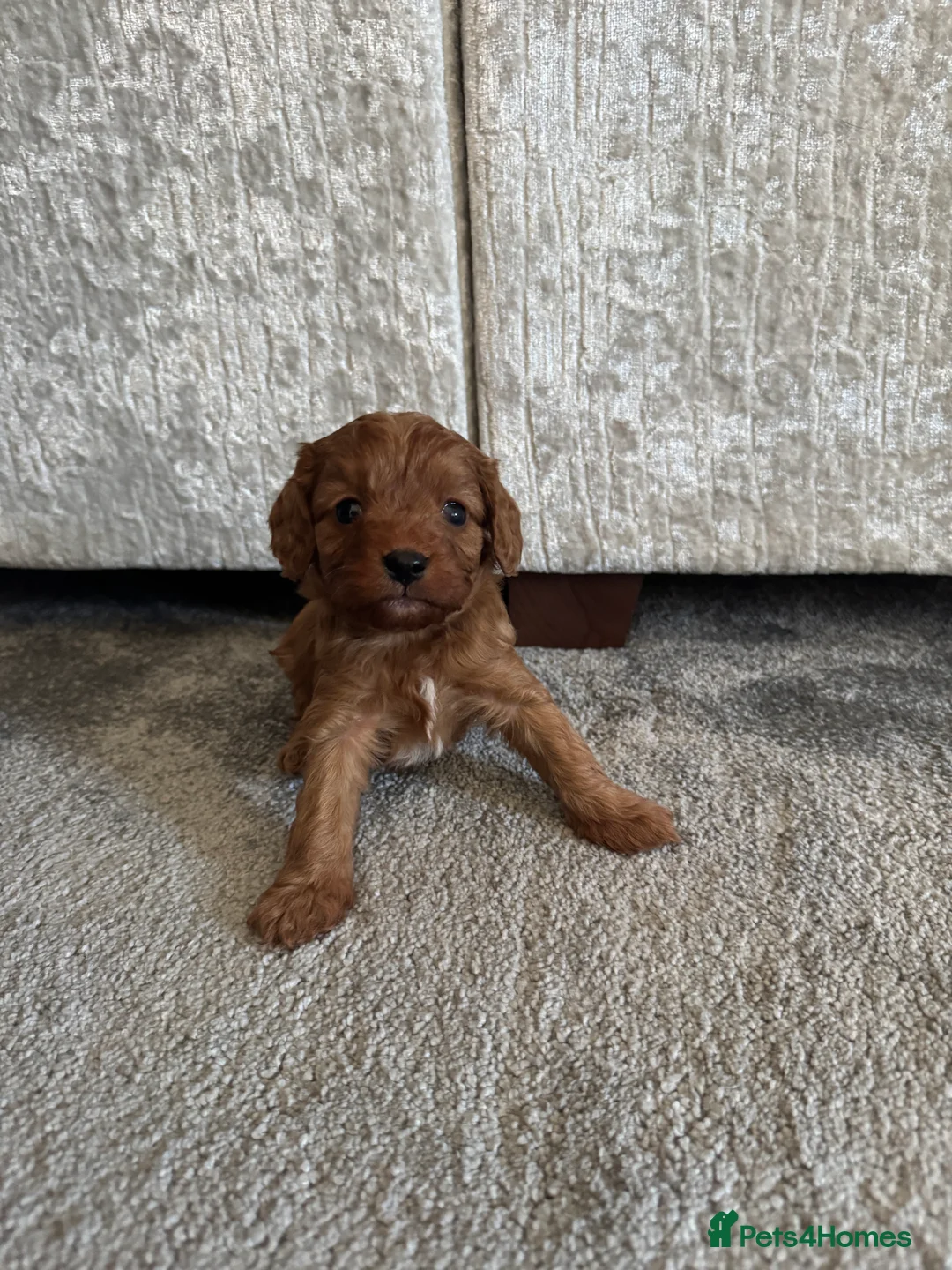 Cavapoo dogs for sale: Superb quality Cavapoo Puppies  - Advert 6