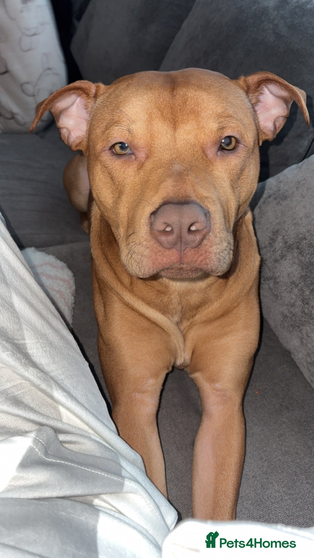 Mixed Breed dogs for sale: Rehoming Rocco  - Advert 2