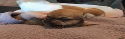 Chihuahua dogs for sale: Chihuahua  - Advert 30
