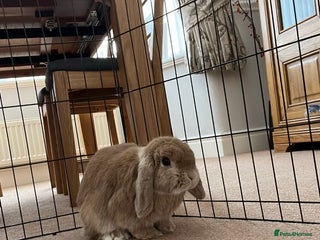 Mini Lop rabbits Mini Lop Female - Advert 1
