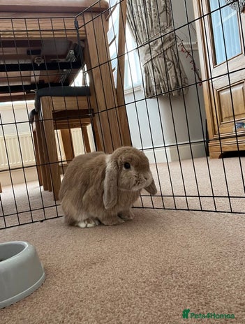 Mini Lop rabbits Mini Lop Female - Advert 1