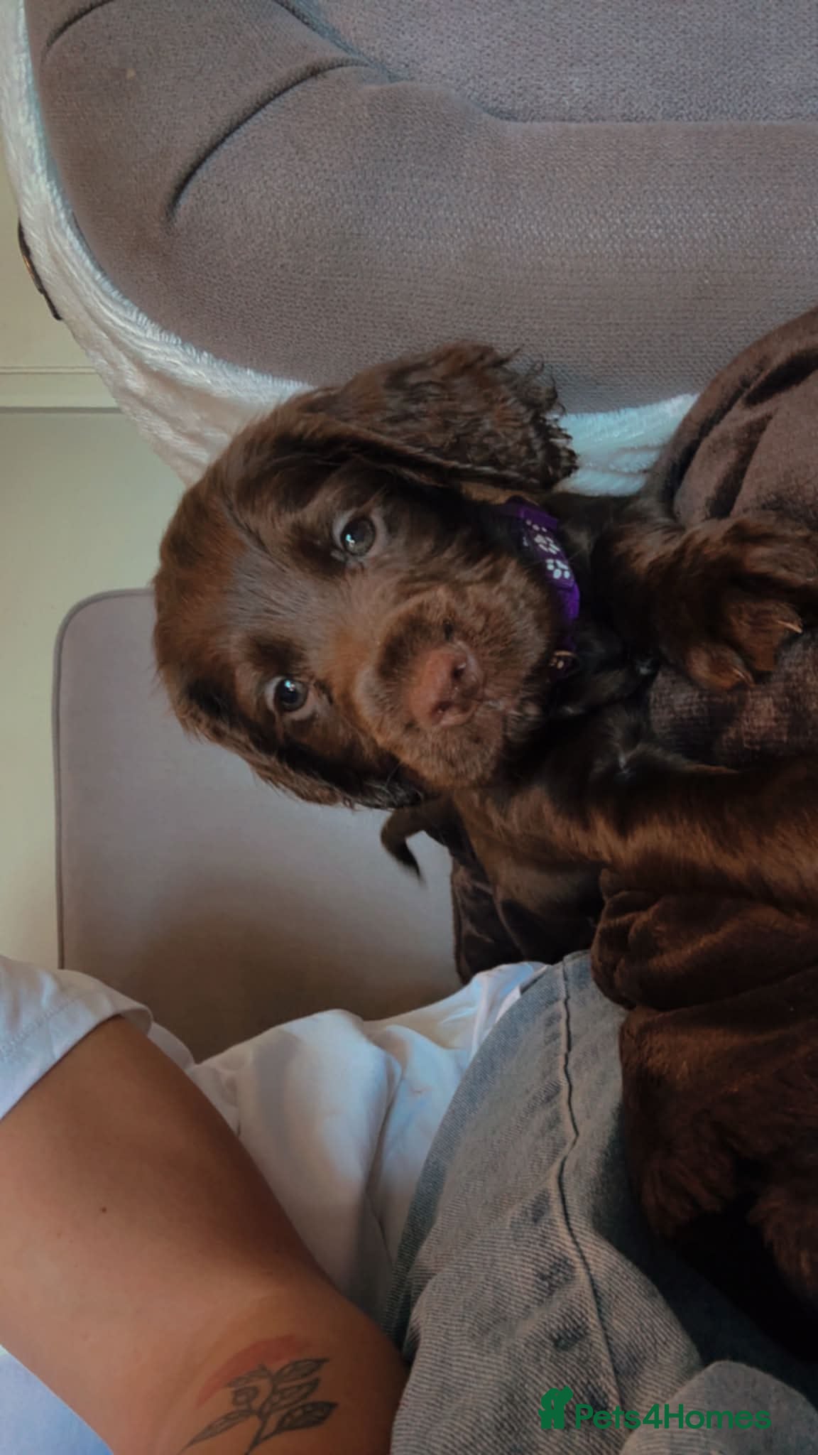 Cocker Spaniel dogs Beautiful chocolate girl working cocker last one - Advert 18